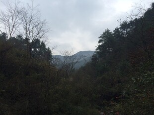 衡山山林景色 云雾缭绕的自然
