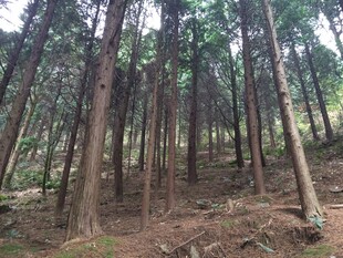 衡山茂密森林中的挺拔树木