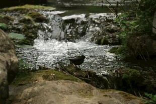 山间溪流小瀑布景观