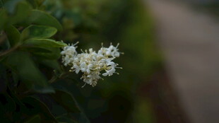 白色小花绽放于绿叶间