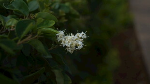 白色小花绽放绿叶间