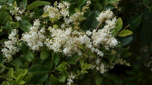 白色繁花满枝的绿植