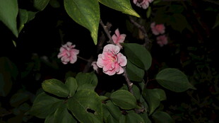 夜下绽放的粉嫩花朵