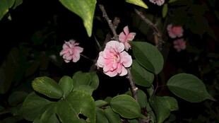 夜下绽放的粉嫩花朵