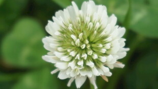 白色三叶草特写