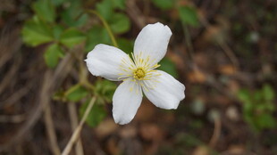 白色单朵野蔷薇绽放