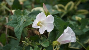 白色牵牛花绽放