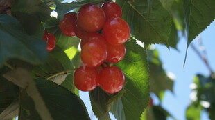 枝头红果挂 色泽诱人