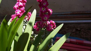 娇艳绽放的粉色兰花