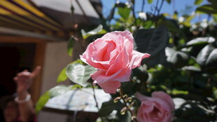 娇艳粉色玫瑰绽放