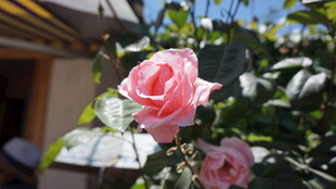 娇艳粉色玫瑰绽放