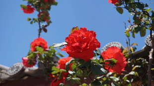 蓝天映衬下的艳丽红玫瑰