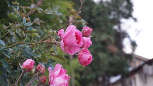 娇艳绽放的粉色月季花