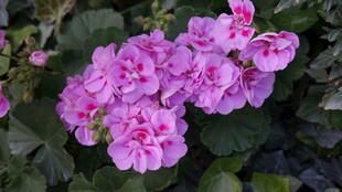 娇艳粉色花朵绽放