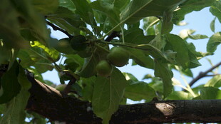 绿叶繁茂的树枝景象