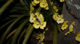 黄色蝴蝶兰绽放姿态