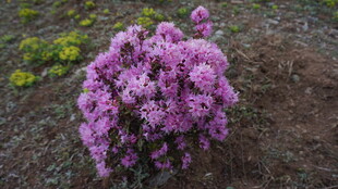 紫色花丛绽放于土地间