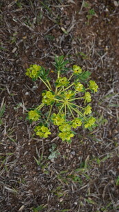 地面上的黄色小花植物