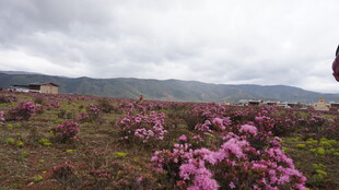 山间烂漫绽放的紫色花丛