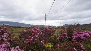 山间烂漫盛开的紫色花丛