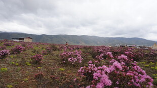 山间烂漫绽放的粉紫色花丛