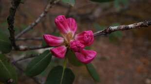 娇艳绽放的粉红色杜鹃花
