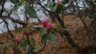 枝头绽放的娇艳粉色花朵