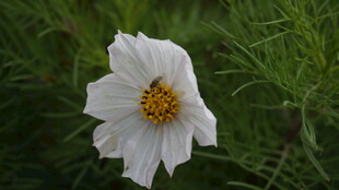 白色单朵波斯菊特写