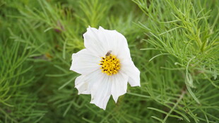 白色格桑花绽放于绿草间