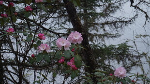 枝头绽放的粉嫩花朵