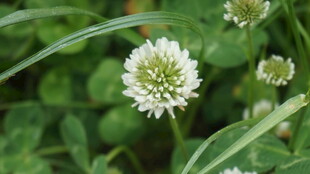 白色三叶草绽放绿意间