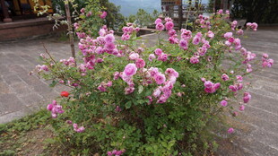 娇艳蔷薇绽放庭院