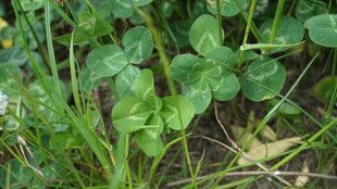 草丛中的隐身蚱蜢