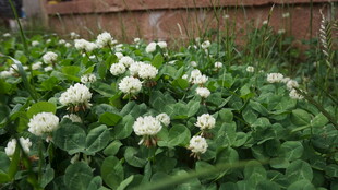 白色三叶草花丛景观