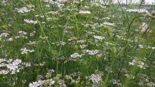 田野中的白色小花绽放