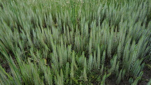 翠绿麦田 生机盎然