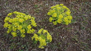 地面上的三簇黄色小花