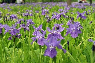 紫色鸢尾花绽放的美景