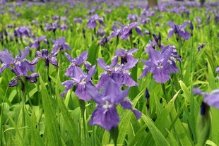 紫色鸢尾花田的美丽景致