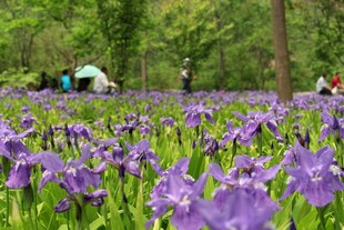 紫色鸢尾花海中的露营者