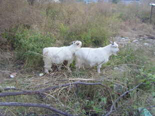 田野中的两只白色山羊