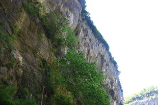 陡峭山壁上的翠绿植被