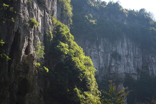 陡峭山壁上的繁茂绿植