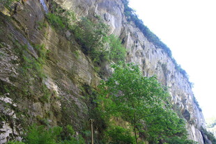 陡峭山壁上的翠绿植被