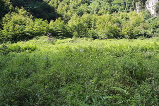 绿意盎然的山林草地