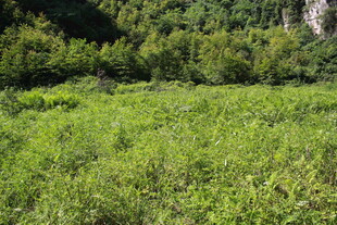 翠绿原野与茂密山林景观