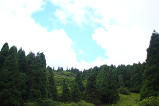 山林绿意盎然的自然景致