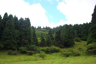 山间绿野 葱郁林木景观