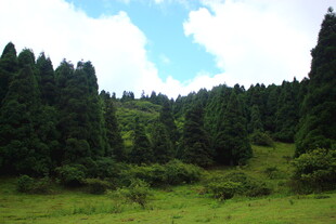 山林绿野风光