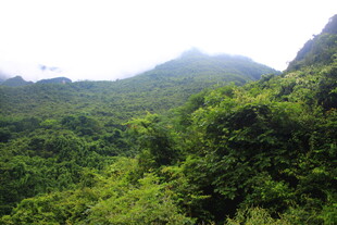 翠绿山林间的自然美景